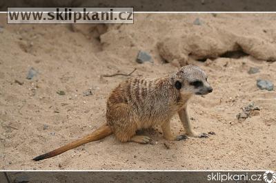 Suricata_suricatta