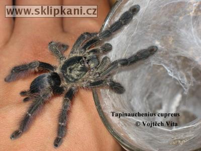 Tapinauchenius-cupreus