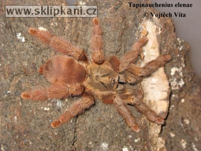 Tapinauchenius_elenae