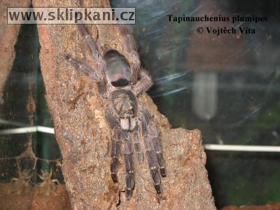 Tapinauchenius_plumipes