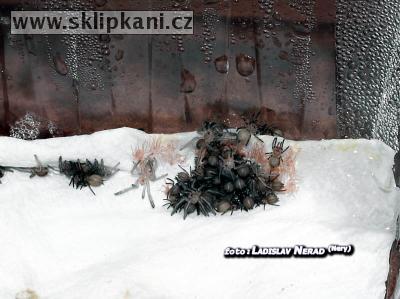 Tapinauchenius-purpureus