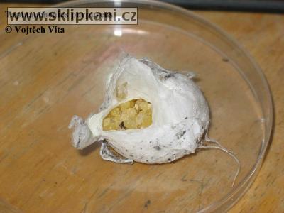 Tapinauchenius-purpureus