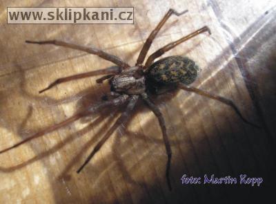 Agelenidae_Tegenaria