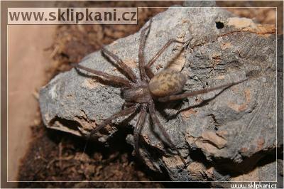 Tegenaria_domestica