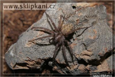 Tegenaria_domestica