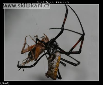 Nephila