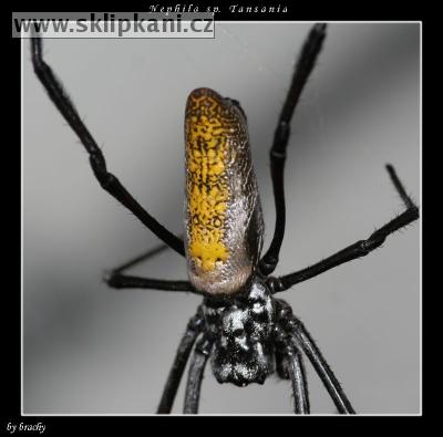 Tetragnathidae_Nephila