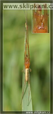 Tetragnathidae_Tetragnatha