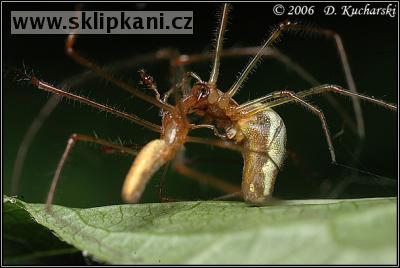 Tetragnathidae_Tetragnatha