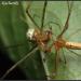 Tetragnathidae Tetragnatha