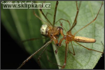 Tetragnatha