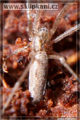 Tetragnatha