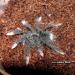 Theraphosa apophysis