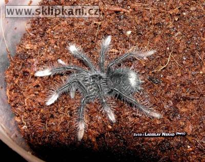 Theraphosa-apophysis