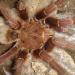 Theraphosa apophysis