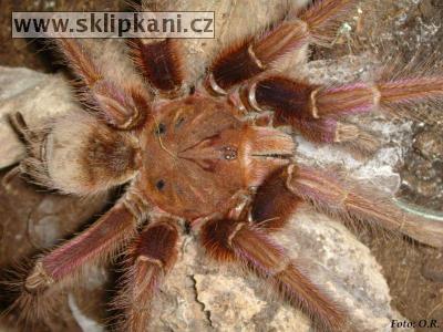 Theraphosa_apophysis