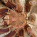 Theraphosa apophysis