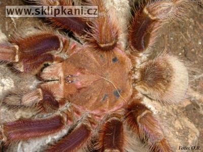 Theraphosa-apophysis