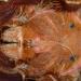 Theraphosa apophysis