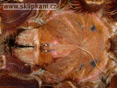 Theraphosa_apophysis