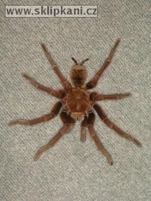 Theraphosa_apophysis