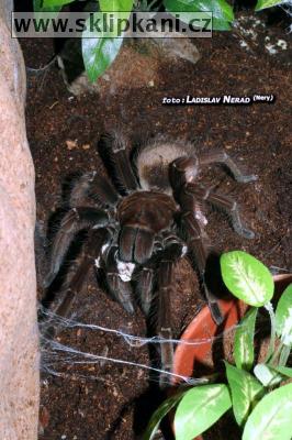 Theraphosa-apophysis