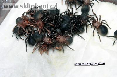 Theraphosa_apophysis