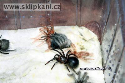 Theraphosa_apophysis