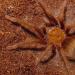 Theraphosa apophysis