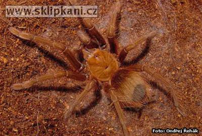 Theraphosa-apophysis