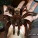 Theraphosa apophysis