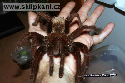 Theraphosa_apophysis