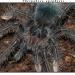 Theraphosa apophysis