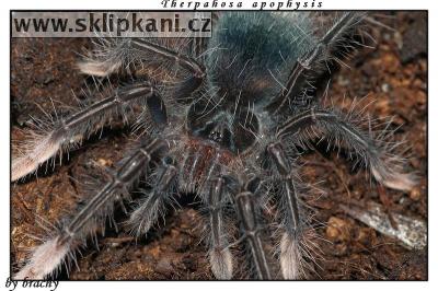 Theraphosa_apophysis