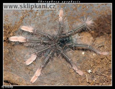 Theraphosa-apophysis