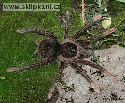 Theraphosa-apophysis