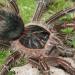 Theraphosa apophysis