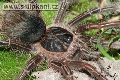 Theraphosa-apophysis