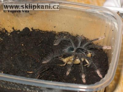 Theraphosa_apophysis