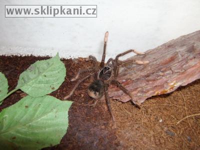 Theraphosa-apophysis