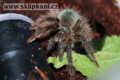 Theraphosa_blondi