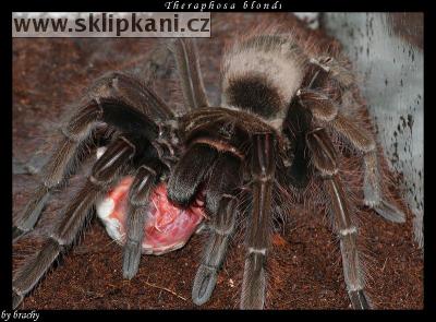 Theraphosa-blondi