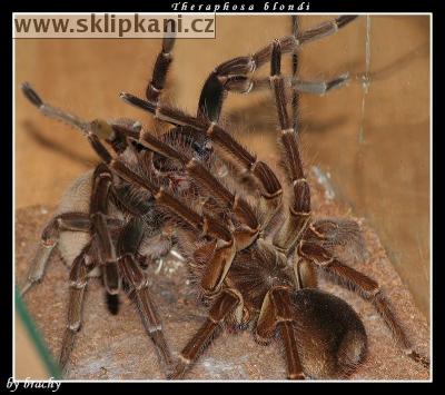 Theraphosa_blondi