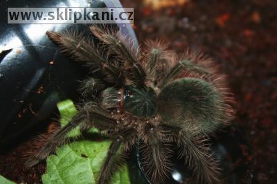 Theraphosa-blondi