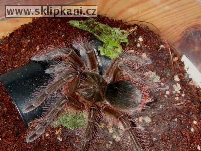 Theraphosa_blondi