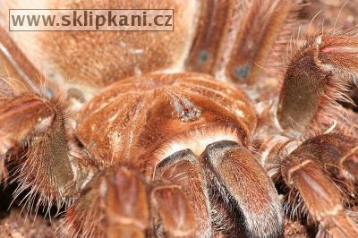 Theraphosa_blondi