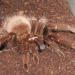 Theraphosa blondi