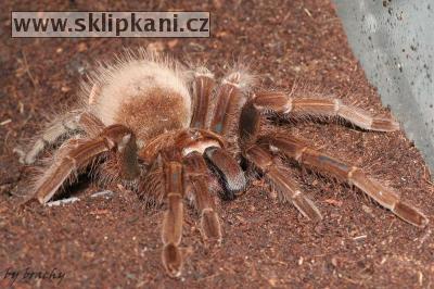 Theraphosa_blondi