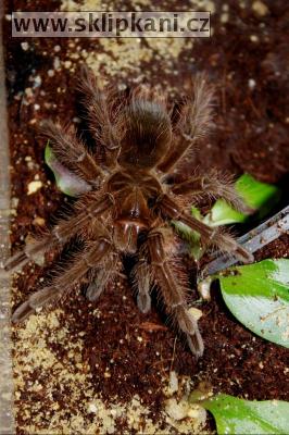 Theraphosa-blondi