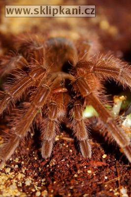 Theraphosa-blondi